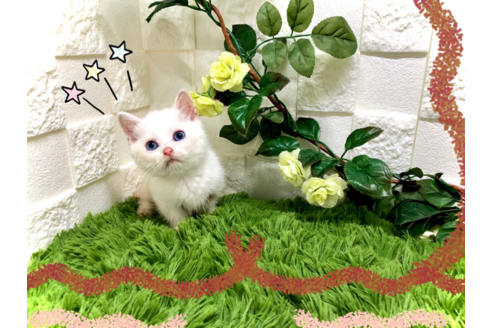 成約済の埼玉県のスコティッシュフォールド-34654の1枚目